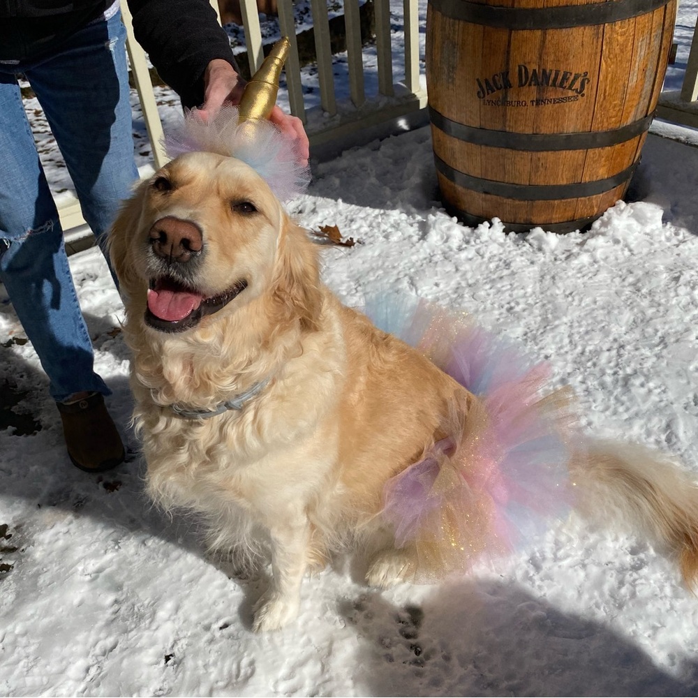 Dog Unicorn Costume - Picture 5 of 7